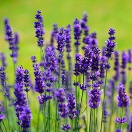 Lavandula Thumbelina Leigh Lawenda