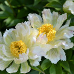 Paeonia lactiflora Green Lotus Piwonia