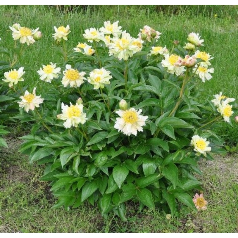 Paeonia green lotus