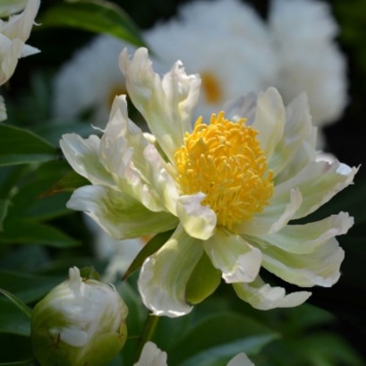 Paeonia green lotus