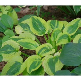 Hosta Glad Rags Funkia