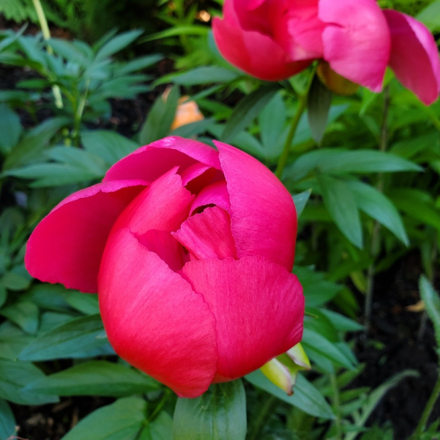 Paeonia lactiflora Flame Piwonia