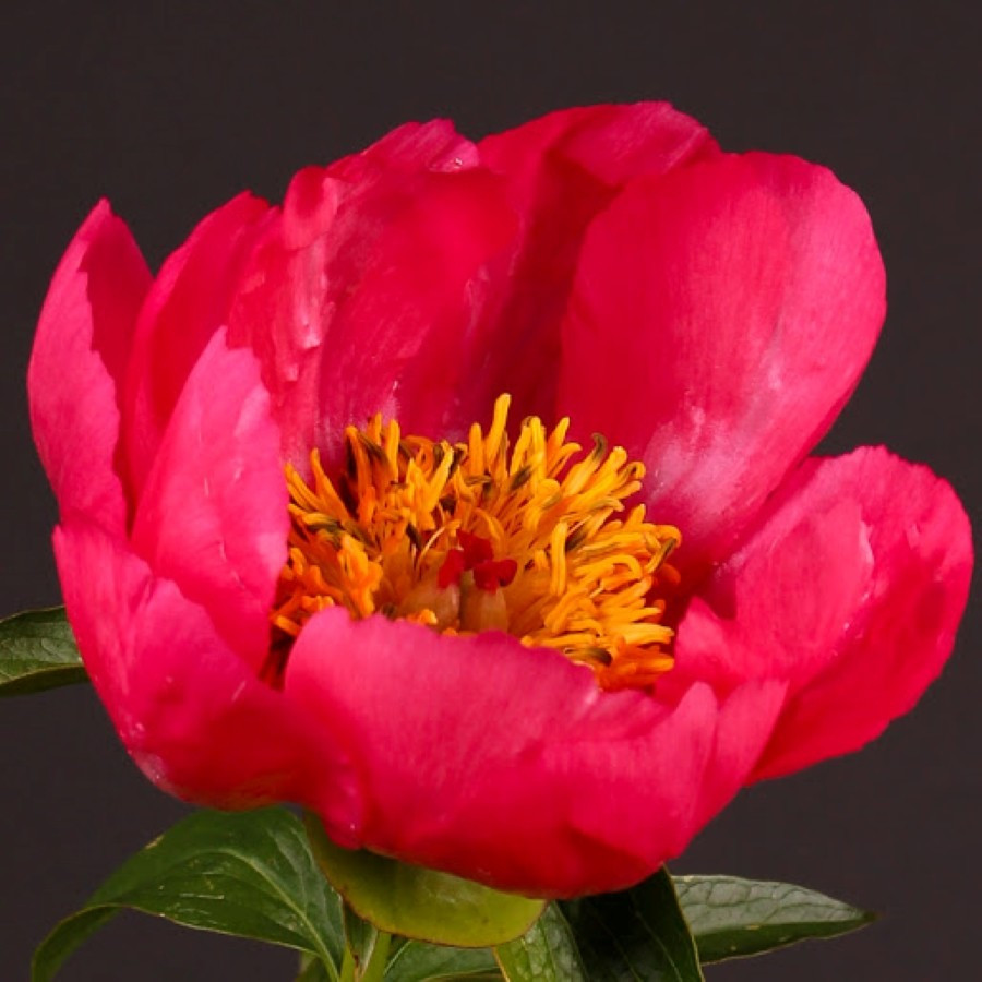 Paeonia lactiflora Flame Piwonia