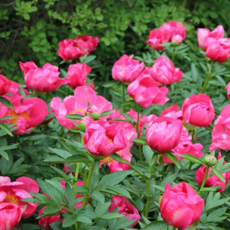 Paeonia lactiflora Flame Piwonia