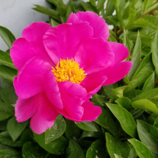 Paeonia lactiflora Flame Piwonia