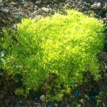 Sagina subulata Lime Moss Karmnik