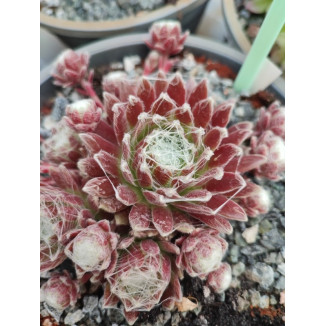 Sempervivum Puck Rojnik