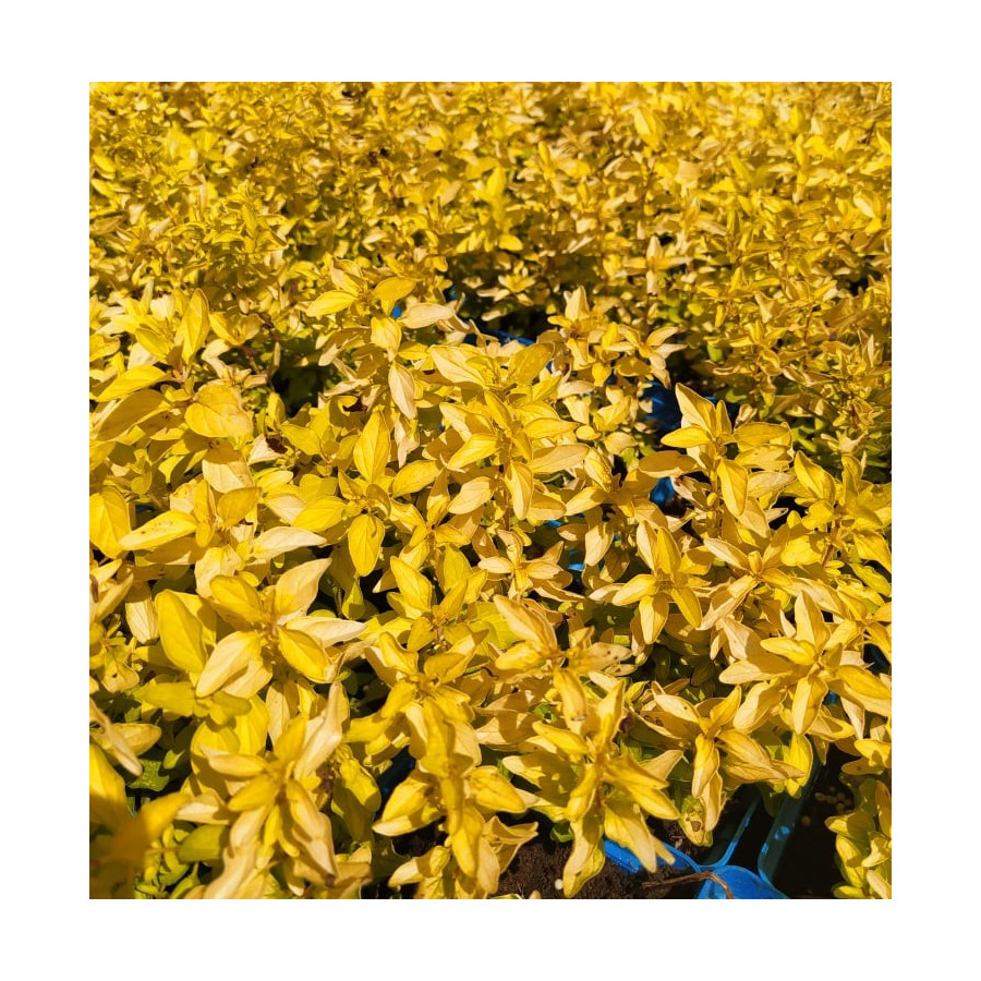 Oregano złote Origanum vulgare Aureum