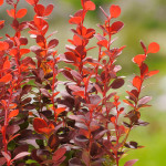 Berberis Thunbergii Orange Rocket Berberys