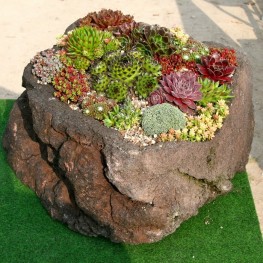 Sempervivum Bez Nazwy - rojnik mix
