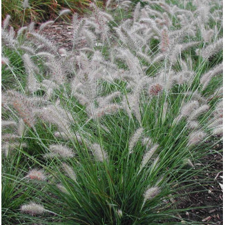 Pennisetum alopecuroides Piglet Rozplenica