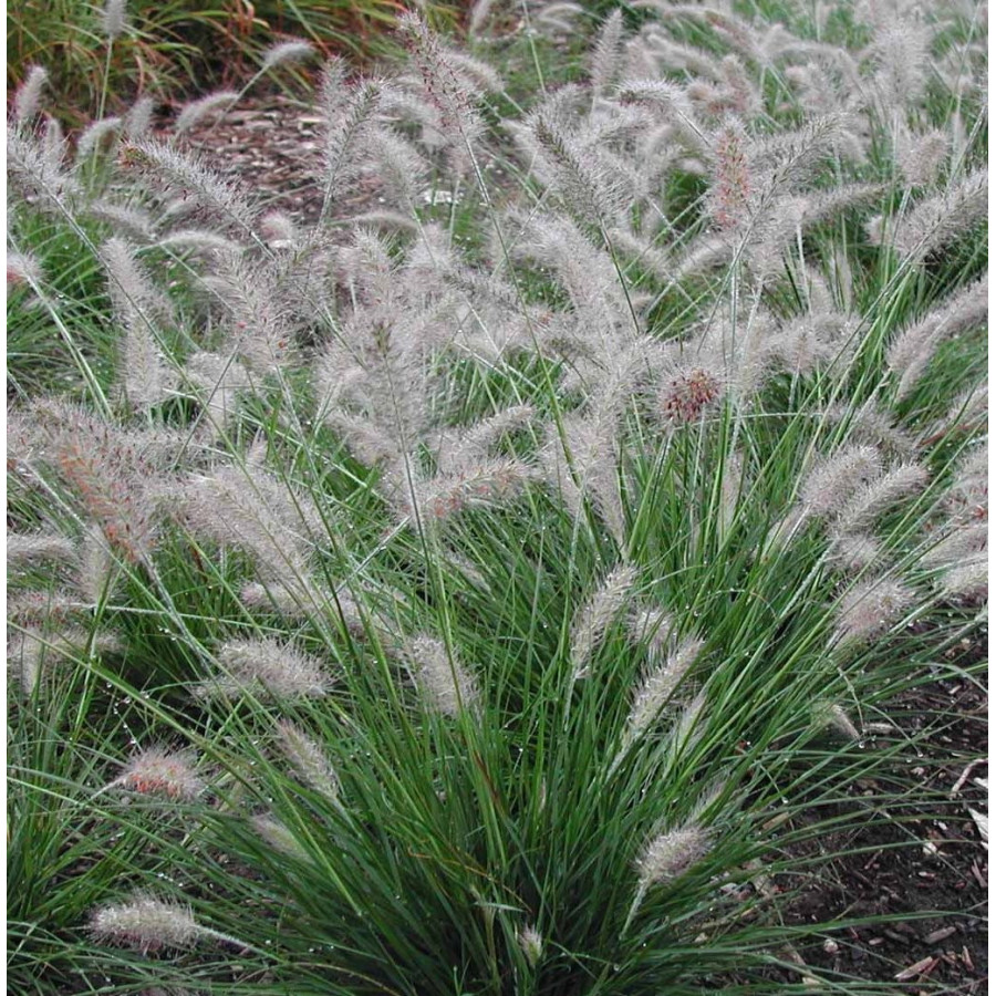 Pennisetum alopecuroides Piglet Rozplenica