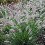 Pennisetum alopecuroides Piglet Rozplenica