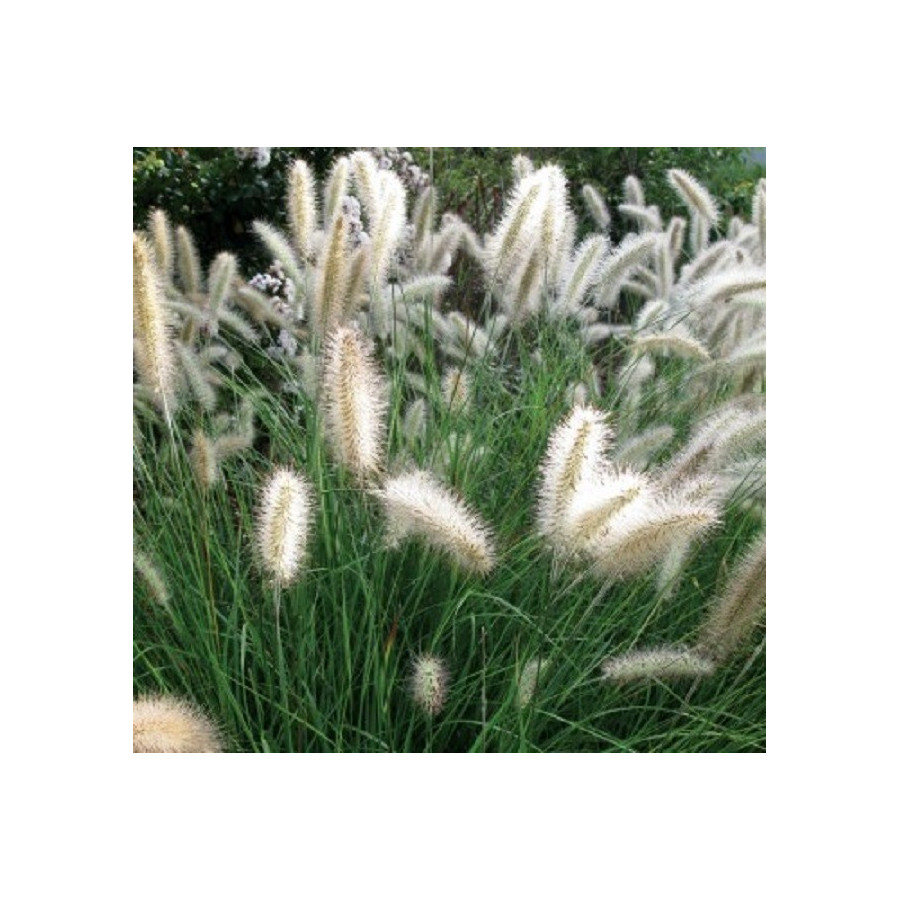 Pennisetum alopecuroides Piglet Rozplenica