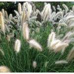 Pennisetum alopecuroides Piglet Rozplenica