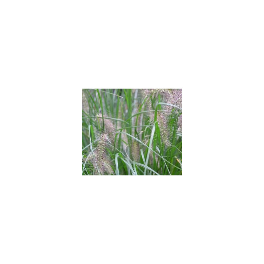 Pennisetum alopecuroides Piglet Rozplenica