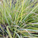 Pennisetum alopecuroides Dark Desire