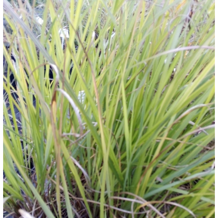 Pennisetum alopecuroides Dark Desire