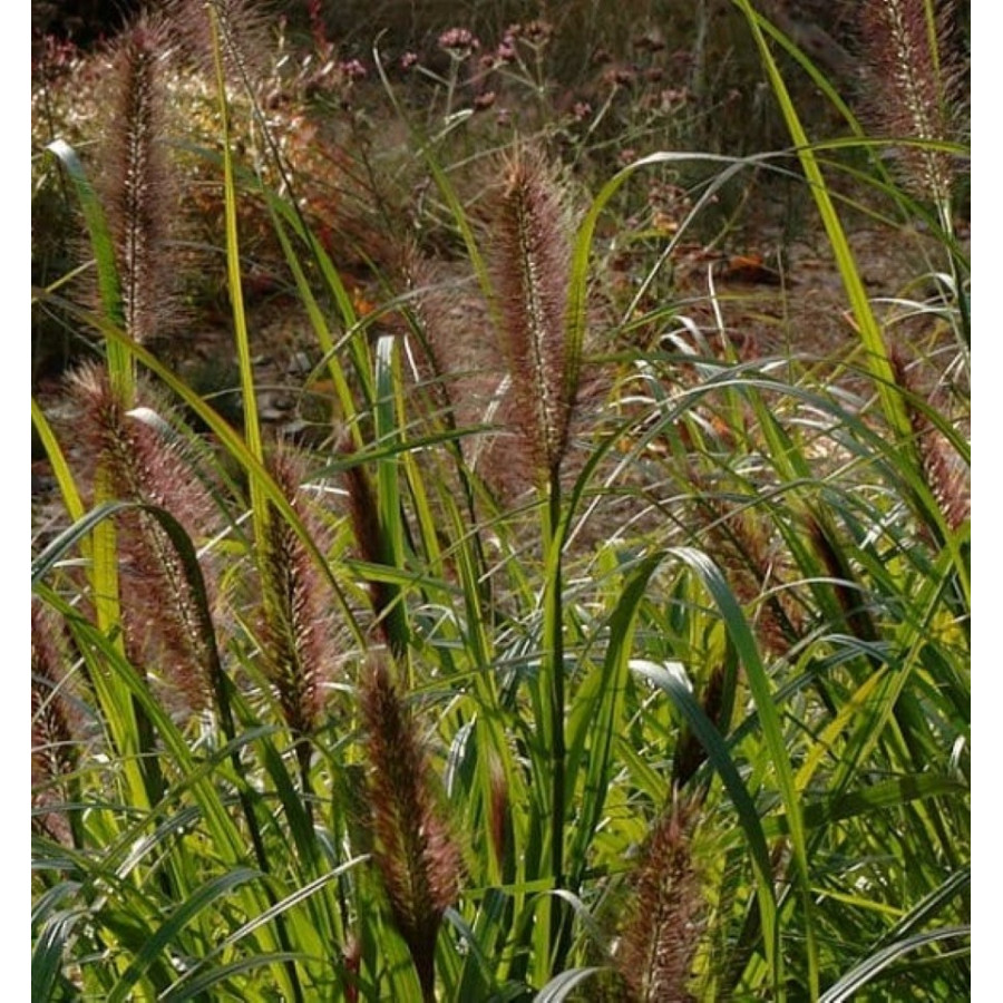 Pennisetum alopecuroides Dark Desire