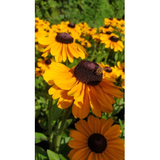 Rudbeckia occidentalis Green Wizard Rudbekia zachodnia