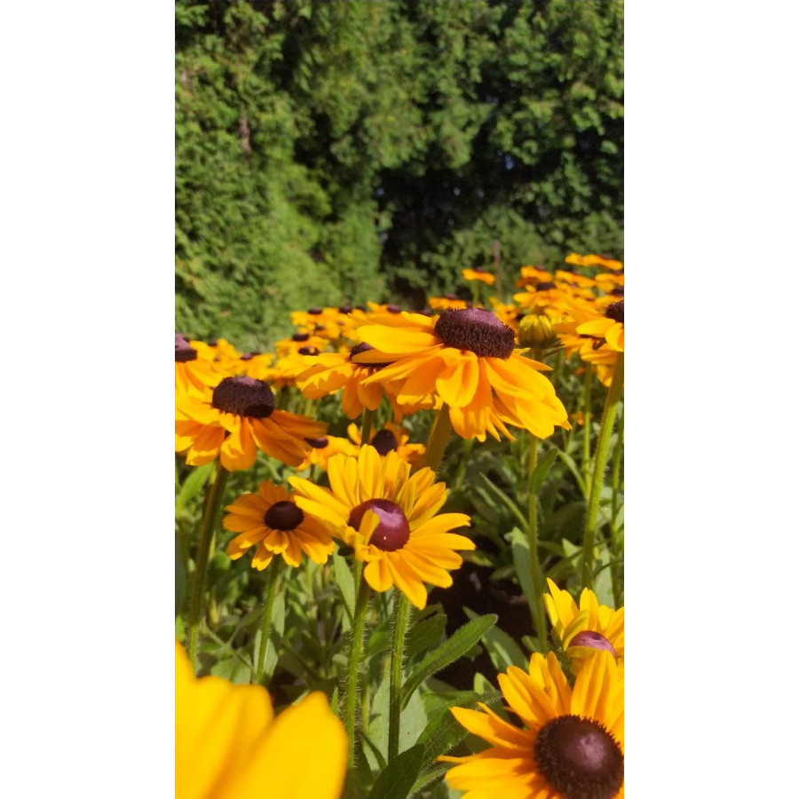 Rudbeckia occidentalis Green Wizard Rudbekia zachodnia