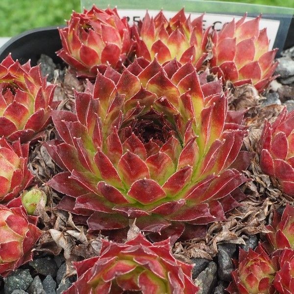 Pine Cone' Sempervivum 植物 | trent.hu