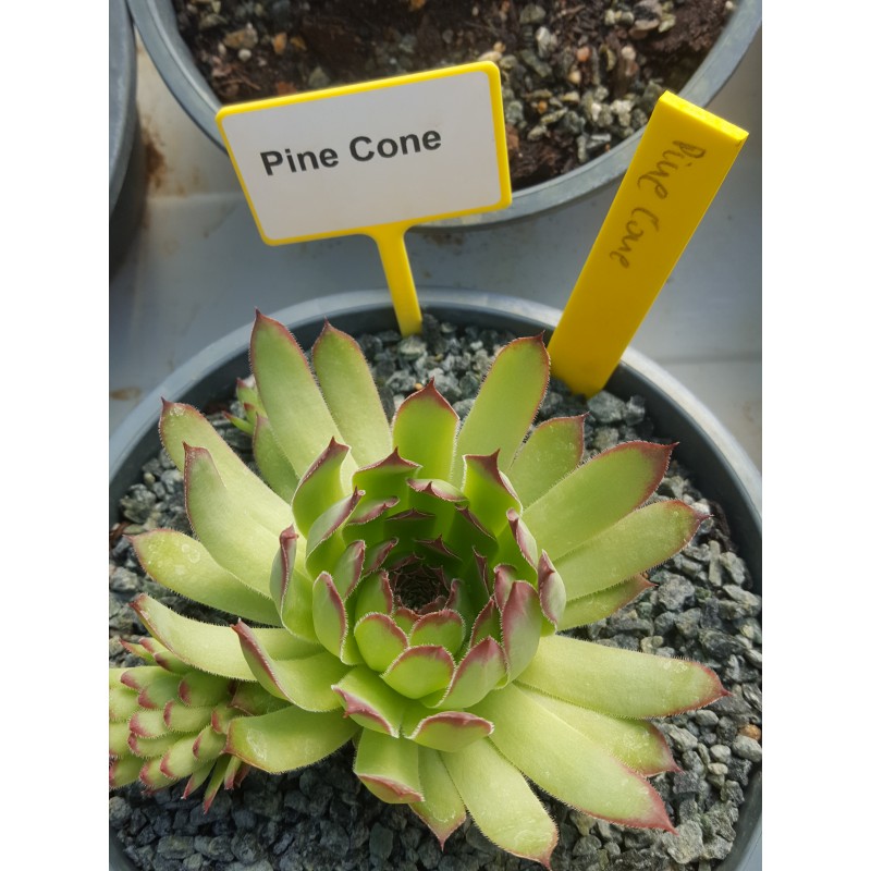 Pine cone' Sempervivum 植物 | bitrech.co.jp