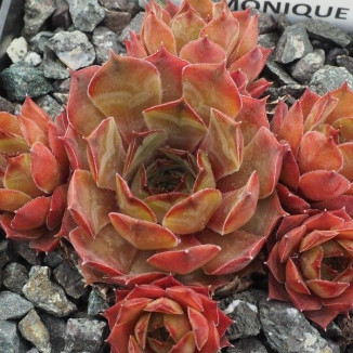 Sempervivum Pink Monique rojnik