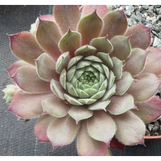 Sempervivum Pinkerton rojnik