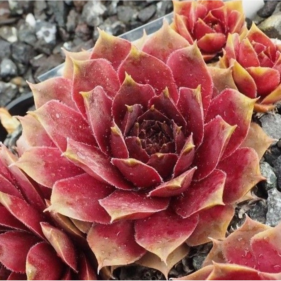 Sempervivum Scarlet Variety rojnik