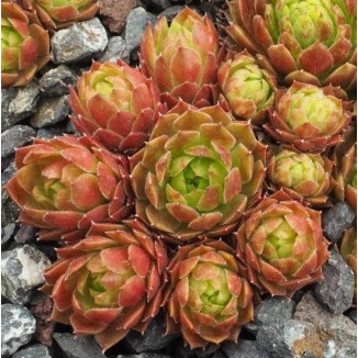 Sempervivum Salmons Cup rojnik