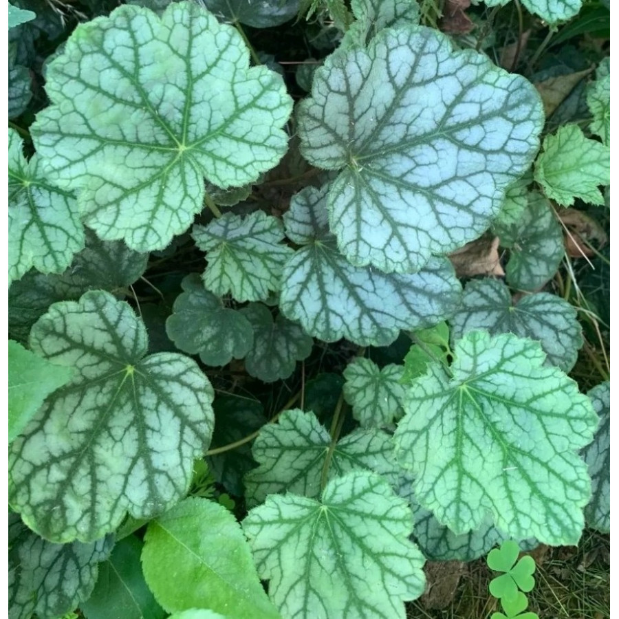 Heuchera Venus Żurawka