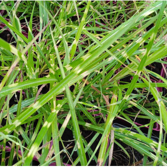 Miscanthus sinensis Select Bonzay Miskant chiński