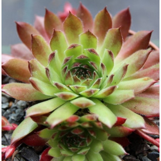 Sempervivum Pruhonice rojnik