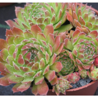 Sempervivum Pruhonice rojnik