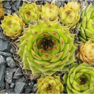 Sempervivum Pistachio rojnik