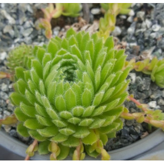 Sempervivum Pirin Orelek rojnik