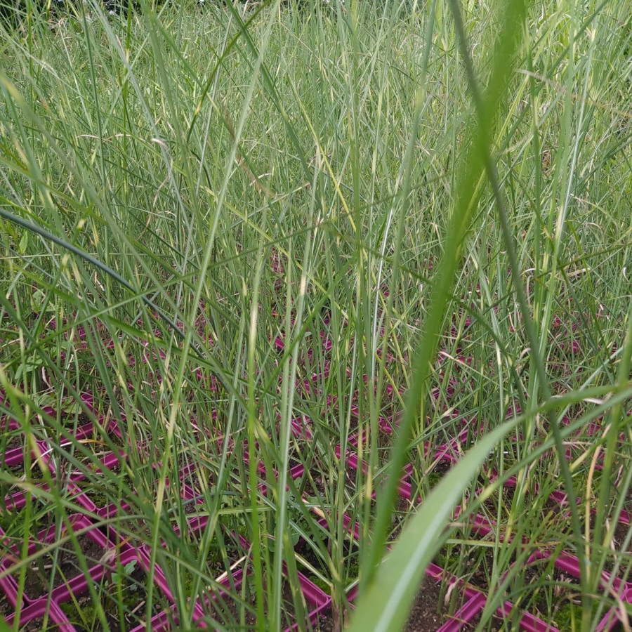 Miscanthus sinensis Giraffe Miskant