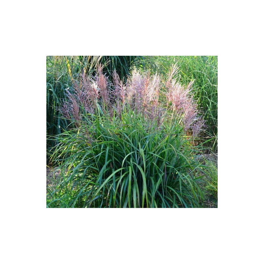 Miscanthus sinnesis Odd Frills Miskant