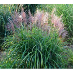 Miscanthus sinnesis Odd Frills Miskant