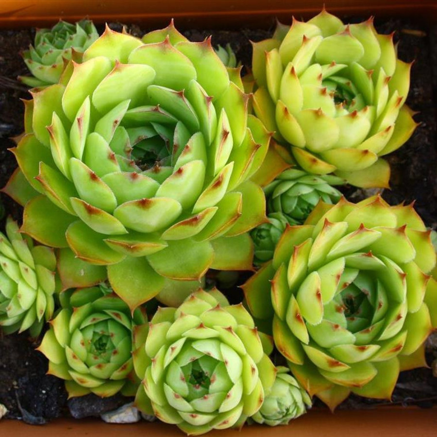 Sempervivum Waldmeister Rojnik