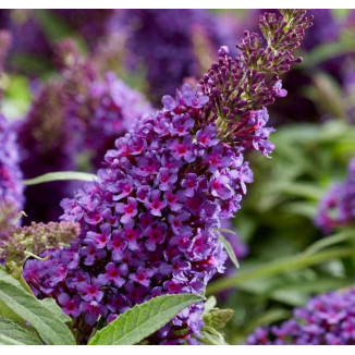 Buddleja Davidii "Black Knight"