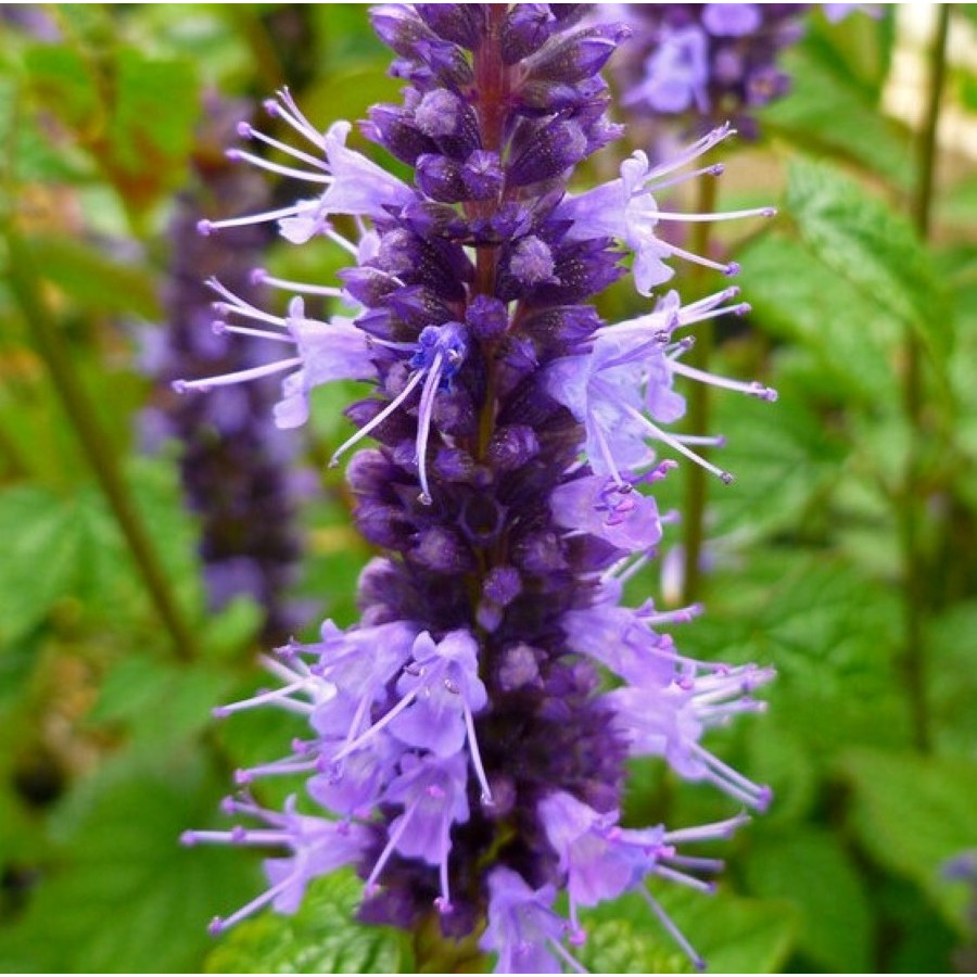 Agastache foeniculum Little Adder Kłosowiec