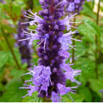 Agastache foeniculum Little Adder Kłosowiec