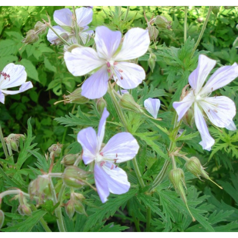 Geranium Pratense Splish Splash Bodziszek łąkowy Rośliny Od Ogrodnika 