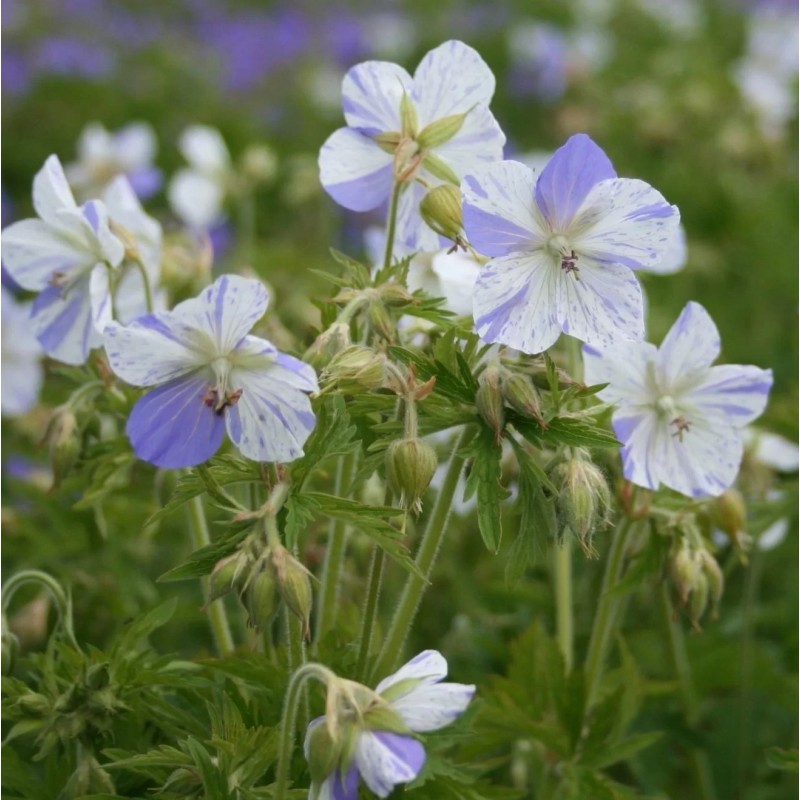 Geranium Pratense Splish Splash Bodziszek łąkowy Rośliny Od Ogrodnika 