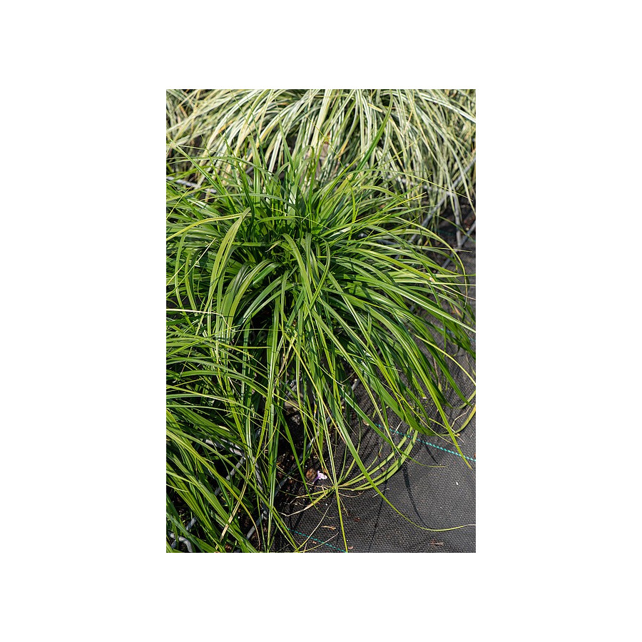 Carex morrowii Greenwell Turzyca