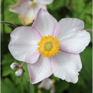 Anemone Little Summer Breeze Zawilec