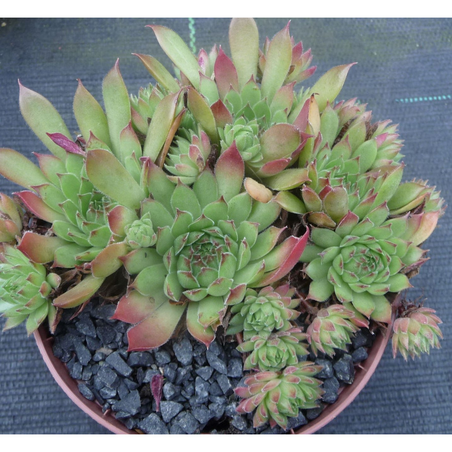 Sempervivum Schmalhans Rojnik