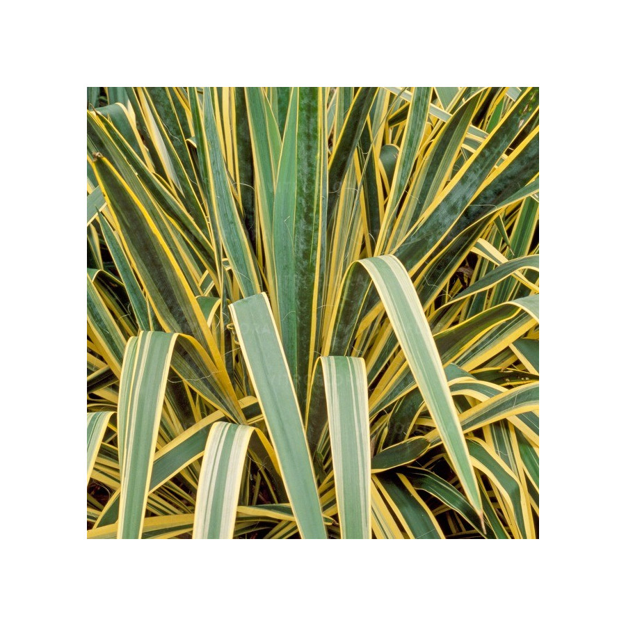 Yucca filamentosa Juka karolińska
